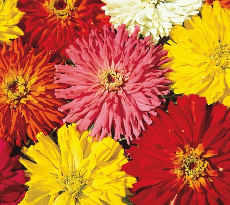 Zinnia Seeds Cactus Flowered Mix 100+ Colors Annual - Zinnia elegans - Attracts Bees, Non-GMO, Easy to Grow