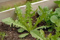 Italian Dandelion Seeds - Bulk 500 Seeds - Edible Salad Garnish - Taraxacum officinale