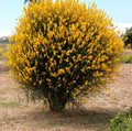 Spanish Broom 20 Seeds - Yellow Flowering Shrub - Spartium junceum - Weavers Broom Plant