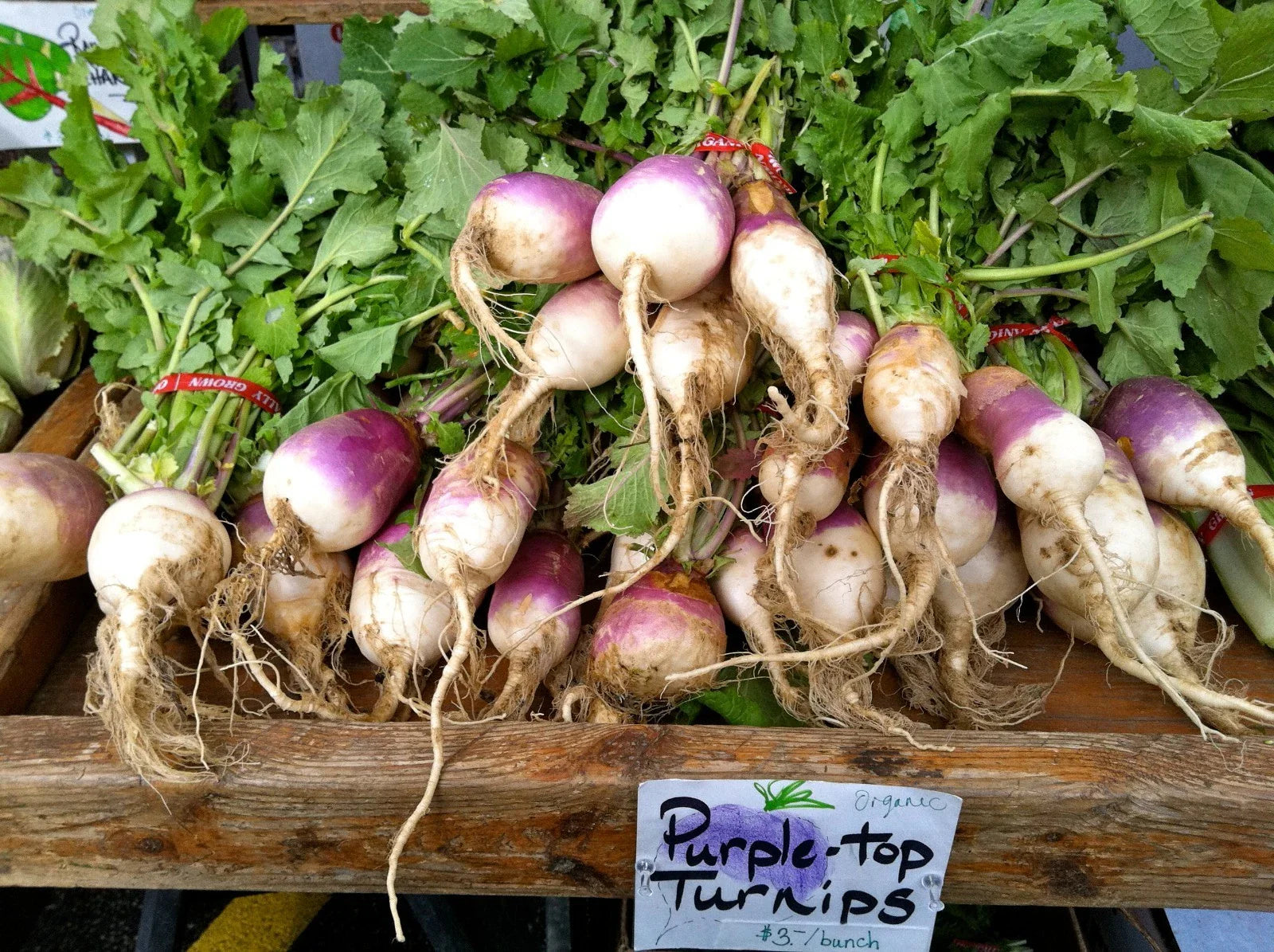 Turnip Seeds - 200 Count - Purple Top White Globe - Brassica rapa - White Flesh - Great Greens