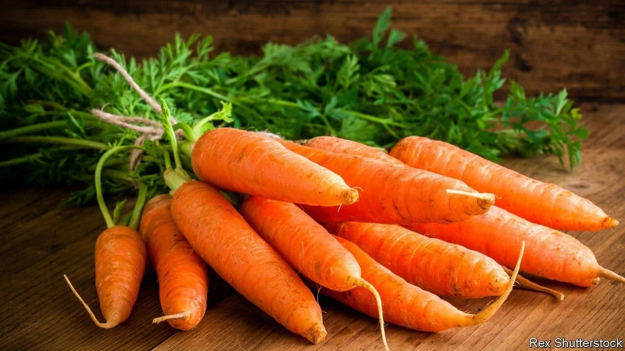Carrot Seeds - 50 Pack - Orange Heirloom Varieties - Daucus carota