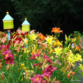 Mixed Color Daylily Live Starter Plants Set of 2 - Hemerocallis - Bare Root - Easy to Grow Perennial Garden Flowers