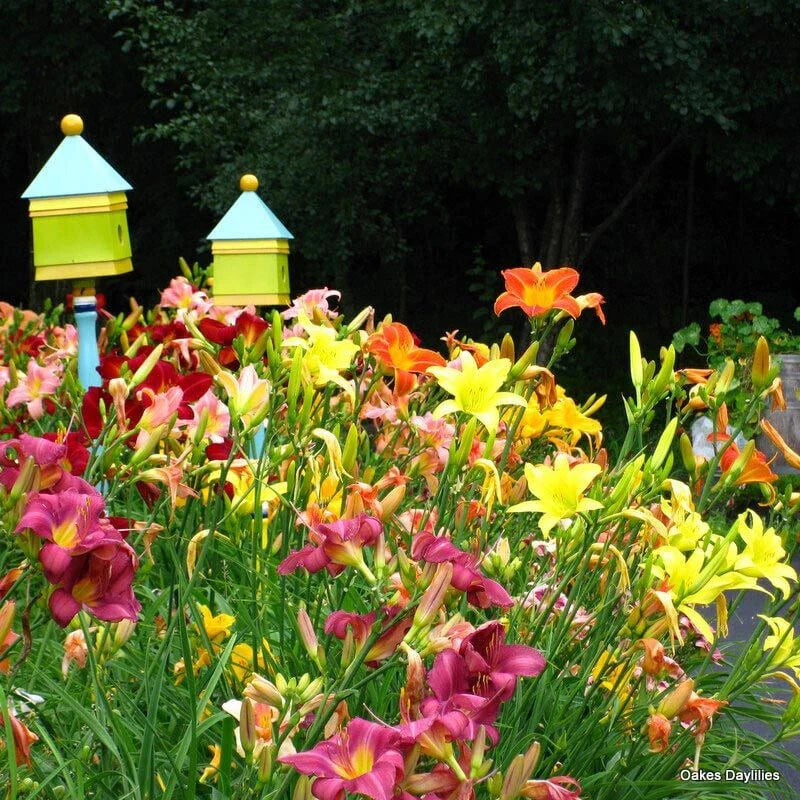 Mixed Color Daylily Live Starter Plants Set of 2 - Hemerocallis - Bare Root - Easy to Grow Perennial Garden Flowers