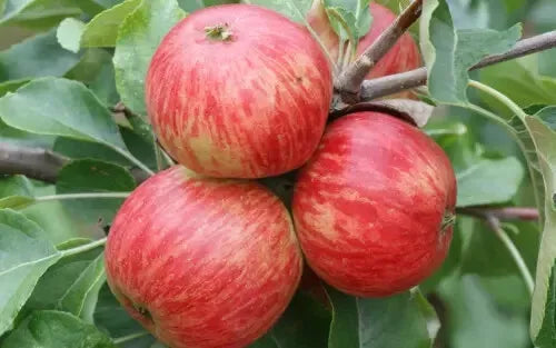 Foxwhelp Apple Seeds - 25+ Count for Garden Planting - Malus domestica - USA Grown - Free Shipping