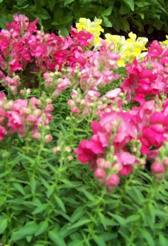 Snapdragon Seeds - Northern Lights Mix - 5000 Seeds - Antirrhinum majus - Buy Any 15 - Ships Free