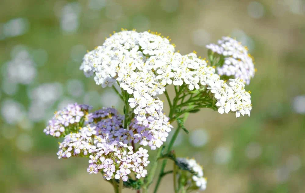 White Yarrow Seeds 1000 Count - Achillea Millefolium - Drought-Resistant Perennial Flower for Gardens and Pollinator Habitats