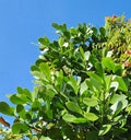 Clusia Rosea Autograph Tree - Small Rooted Starter Plant - Pitch Apple Shrub - Indoor/Outdoor Ornamental Foliage