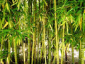 Yellow Bamboo Seeds - 50 Count - Clumping Privacy Screen - Perfect for Garden Shade - 385 US Seller