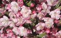 Coralburst Crabapple Seeds - 25+ Seeds for Garden Planting - Malus coronaria - USA