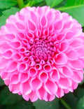 Dahlia Plant Bulb 8-10" Double Rose Pink Blooms - Lucky Number Decorative Dahlia, Deer Resistant, Full Sun, Zones 3-10