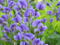 Live Baptisia Australis Blue Indigo Plant - Perennial Flowering Plant with Abundant Blooms