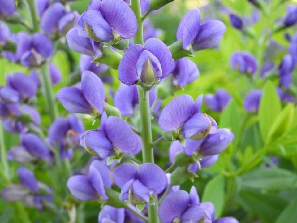 Live Baptisia Australis Blue Indigo Plant - Perennial Flowering Plant with Abundant Blooms