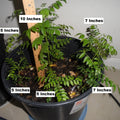 Fragrant Curry Leaf Plant - 4" Rooted Potted Live Starter - Murraya koenigii