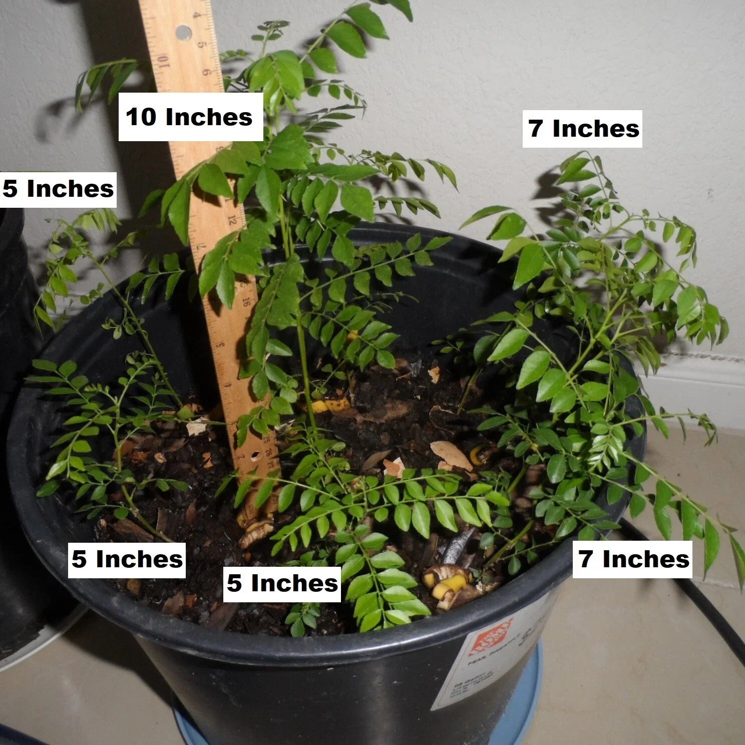 Fragrant Curry Leaf Plant - 4" Rooted Potted Live Starter - Murraya koenigii