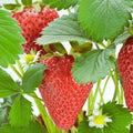 Rutgers D'light Strawberry Roots – Bare Root Ever-Bearing Plants | Fragaria × ananassa