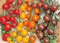 Multi Color Cherry Tomato Seeds - Rainbow Medley - 50 Pack - Easy Vegetable Garden Fruit