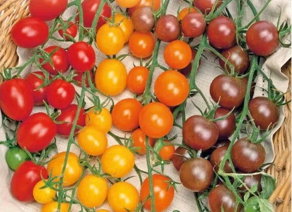 Multi Color Cherry Tomato Seeds - Rainbow Medley - 50 Pack - Easy Vegetable Garden Fruit