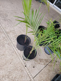 Triangle Palm Trees - 2 Bare Root Plants - Livistona rotundifolia - Indoor/Outdoor Tropical Foliage