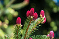 Red Spruce Tree Seeds - 30 Seeds - Picea Rubens - Native Tree Seeds - Grown in Iowa, USA