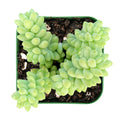 Burro's Tail Succulent Plant in 2'' Pot | Donkey's Tail | Sedum Morganianum