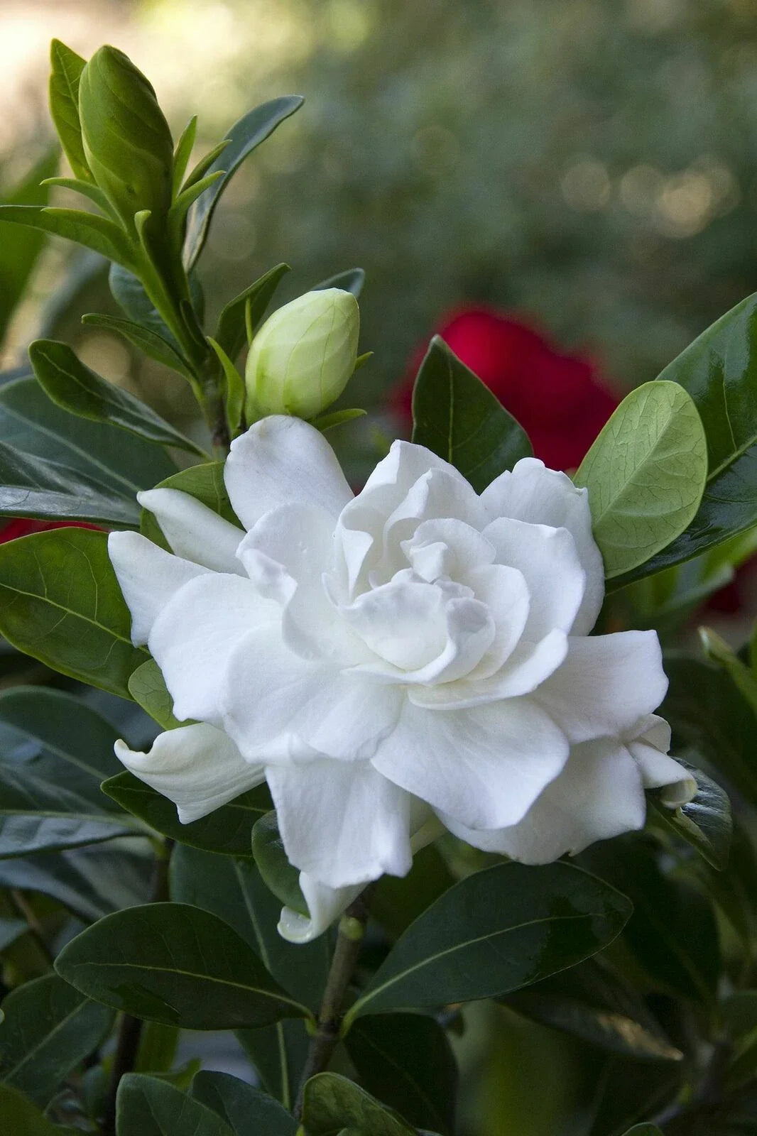 Gardenia Plant - Double White Flowers - Intensely Fragrant - Gardenia Jasminoides