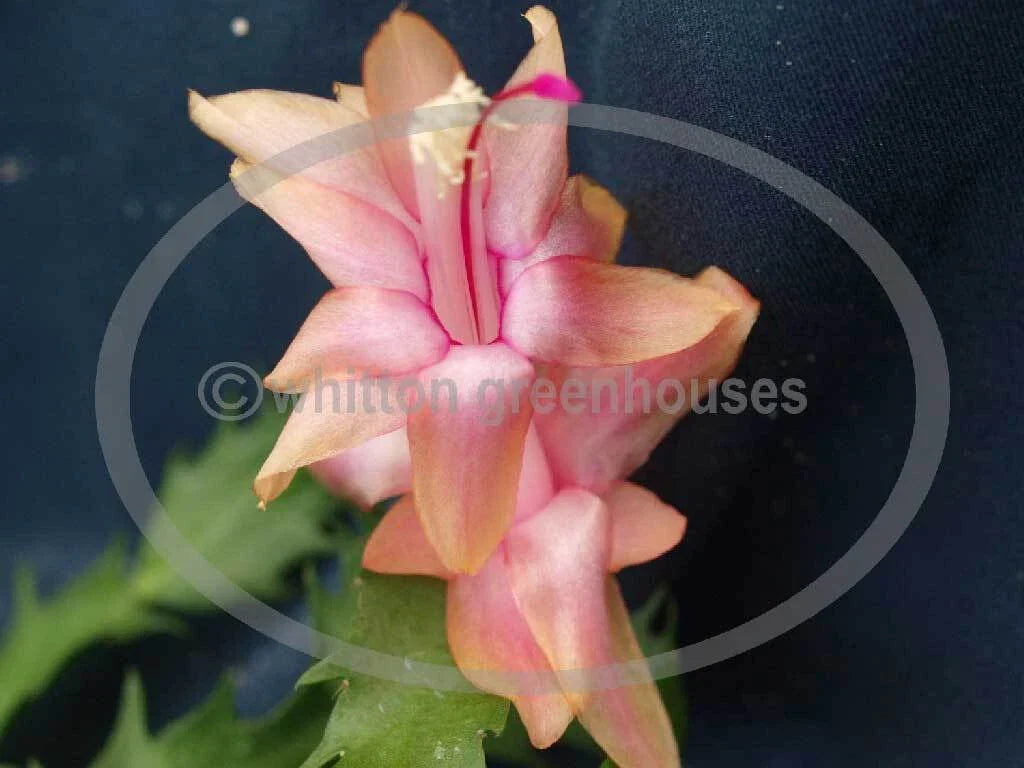 Thanksgiving Cactus Cuttings - 3 UNROOT GOLD CHARM Variety - Healthy Schlumbergera Cuttings for Propagation