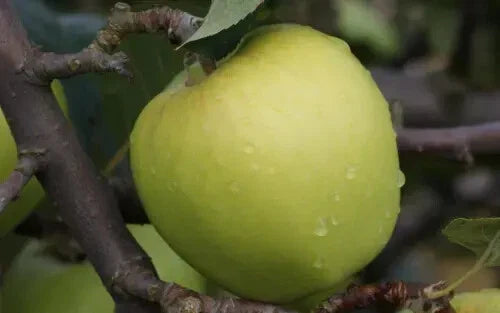 Morgan Sweet Apple Seeds - 25+ Organic Seeds for Garden Planting - Malus domestica - USA - Free Shipping