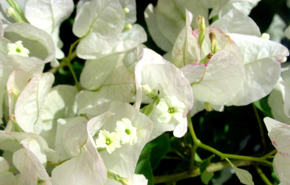 Bougainvillea Starter Plant - Seafoam Variety - Well Rooted - Bougainvillea spp. - USA Seller