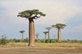 Baobab Tree Seeds - 5 Pack - High-Quality Adansonia Digitata - Grow Your Own Baobab - Ships from Iowa