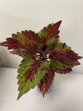 Coleus Starter Plant - Indian Summer - Vibrant Ornamental Foliage - Live Rooted - Ideal for Indoor/Outdoor Gardening