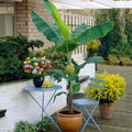 Organic Live Starter Plant - Banana 'Gran Nain' - Musa - Tropical Fruit Plant - Free Shipping