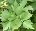 Lovage Seeds 200+ Perennial Herb for Cooking Soups Stews Non-GMO (Levisticum officinale)