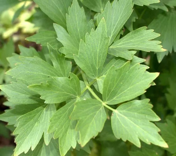Lovage Seeds 200+ Perennial Herb for Cooking Soups Stews Non-GMO (Levisticum officinale)