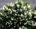 Madame Lemoine Lilac Starter Plant 4-8” Tall Syringa Vulgaris Well Rooted Perennial Shrub for Garden Landscaping