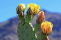 Green Prickly Pear Cactus Seeds - 50 Count - Opuntia ficus-indica - Easy to Grow, Drought-Resistant Succulent Seeds