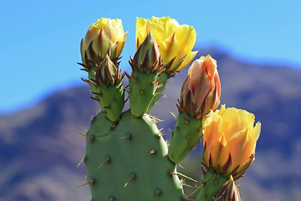Green Prickly Pear Cactus Seeds - 50 Count - Opuntia ficus-indica - Easy to Grow, Drought-Resistant Succulent Seeds