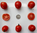 Northern Delight Seeds - Very Early Variety - 25 Fresh Seeds - Perfect for Home Garden - Planting Seeds for Quick Harvest