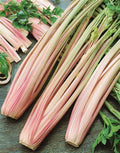 Peppermint Celery Seeds - Fresh Seeds for Planting (Apium graveolens) - Herb Garden Starter, Organic Gardening