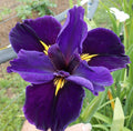 Cold Hardy Louisiana Full Eclipse Iris - Aquatic Pond Plant - Iris fulva - Buy 2 Get 1 Free