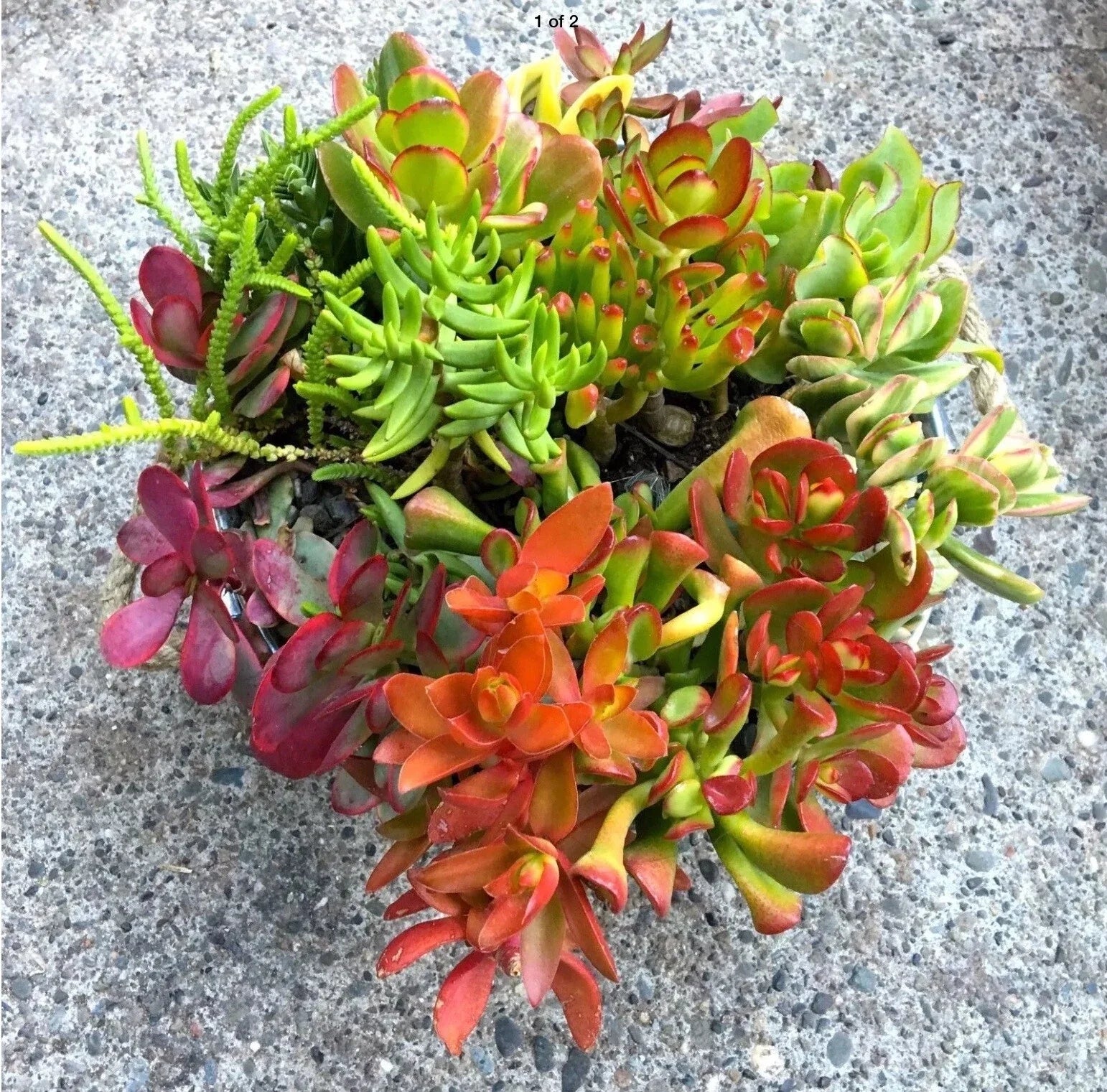 Crassula Jade Cuttings Collection - 10 Vibrant Varieties + 2 Free - Fresh Organic Succulent Plants for Beginners