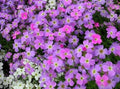 Virginia Stock Seeds 100 Count - Lilac & White - Free Shipping - Matthiola incana