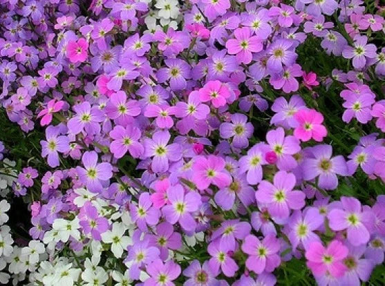 Virginia Stock Seeds 100 Count - Lilac & White - Free Shipping - Matthiola incana
