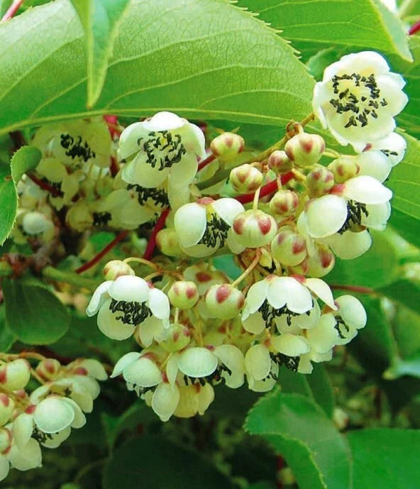 Kiwi Meader Male Pollinator Live Rooted Starter Plant - Actinidia deliciosa - Zones 3-9 Rooted Cutting