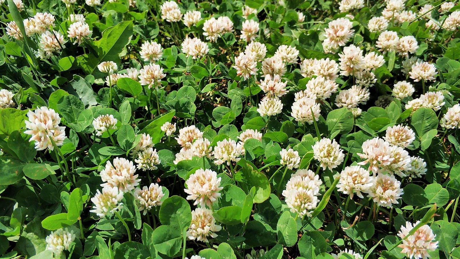 White Dutch Clover Seeds - Ground Cover Lawn Alternative - Trifolium repens - Eco-Friendly Planting Solution