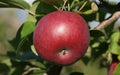 McIntosh Apple Seeds - 25+ Count - Ideal for Garden Planting - Malus domestica - USA