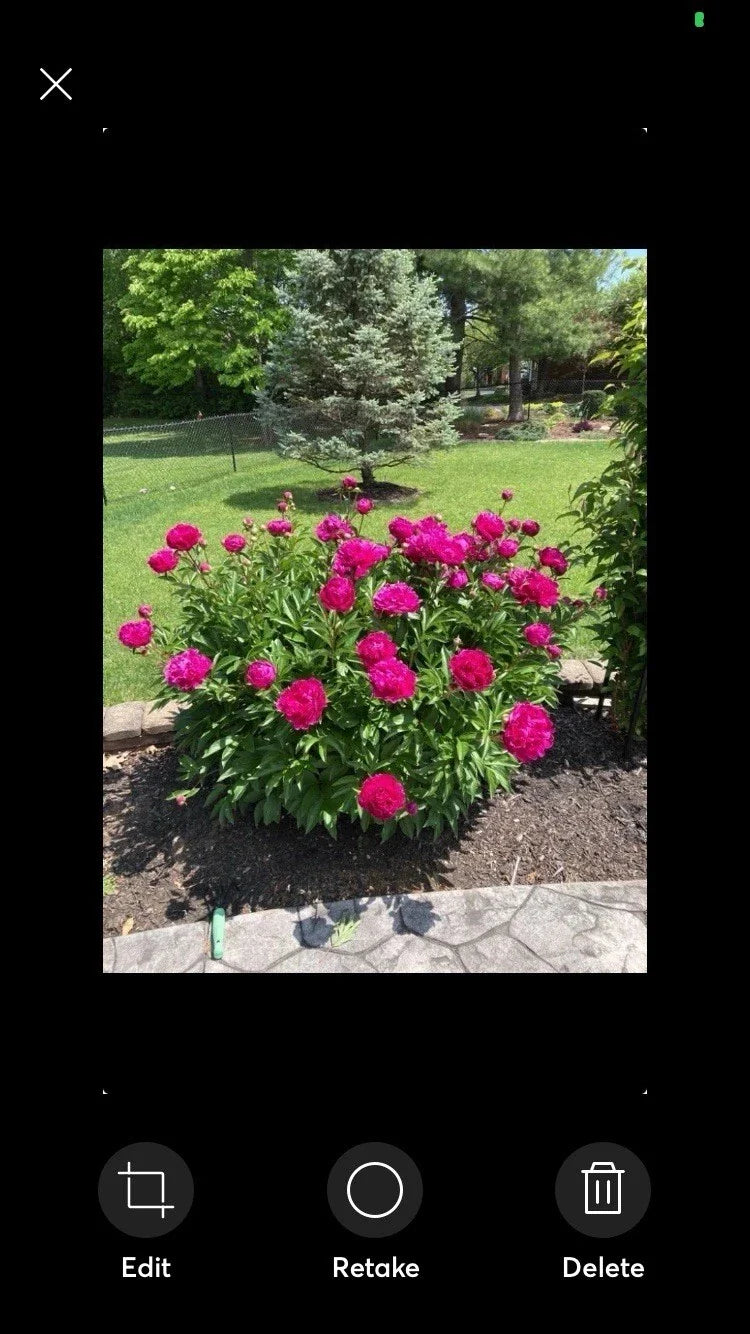 Peony Plant - 1 Bare Root Pink Double Petal - Paeonia lactiflora 'Sarah Bernhardt'