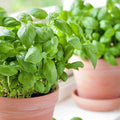Basil Seeds for Pots - Large Sweet Non-GMO Herb - 500 Seeds - Ideal for Container Gardens - Ocimum basilicum
