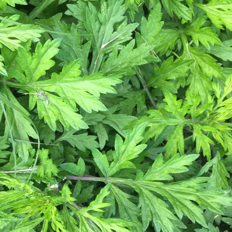 Mugwort Seeds - Yomogi Variety for 2025 Planting - Artemisia Princeps Japanese Kui Ho