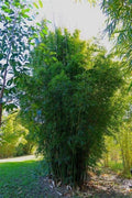 Gracilis Bamboo Seeds - 50 Count - Clumping Privacy Plant for Garden Shade - US Seller