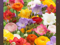 Freesia and Ranunculus Seed Collection, 150 Seeds (110 Freesia, 40 Ranunculus) - Flower Seeds for Garden Planting